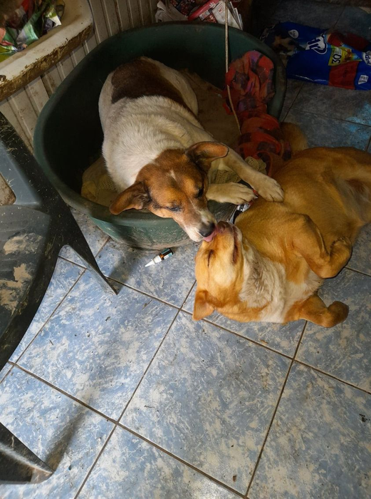Câinii salvați de Maria ajung să fie adoptați și în străinătate