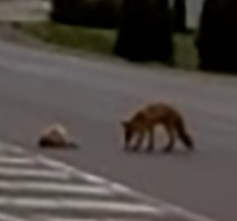 Vulpe care a furat o găină, filmată de poliția din Baia Mare. “Infracțiune flagrantă de furt calificat!” Ce altă regulă a mai “încălcat” animalul VIDEO