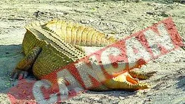 Monica, la vanatoare de bivoli, antilope si crocodili