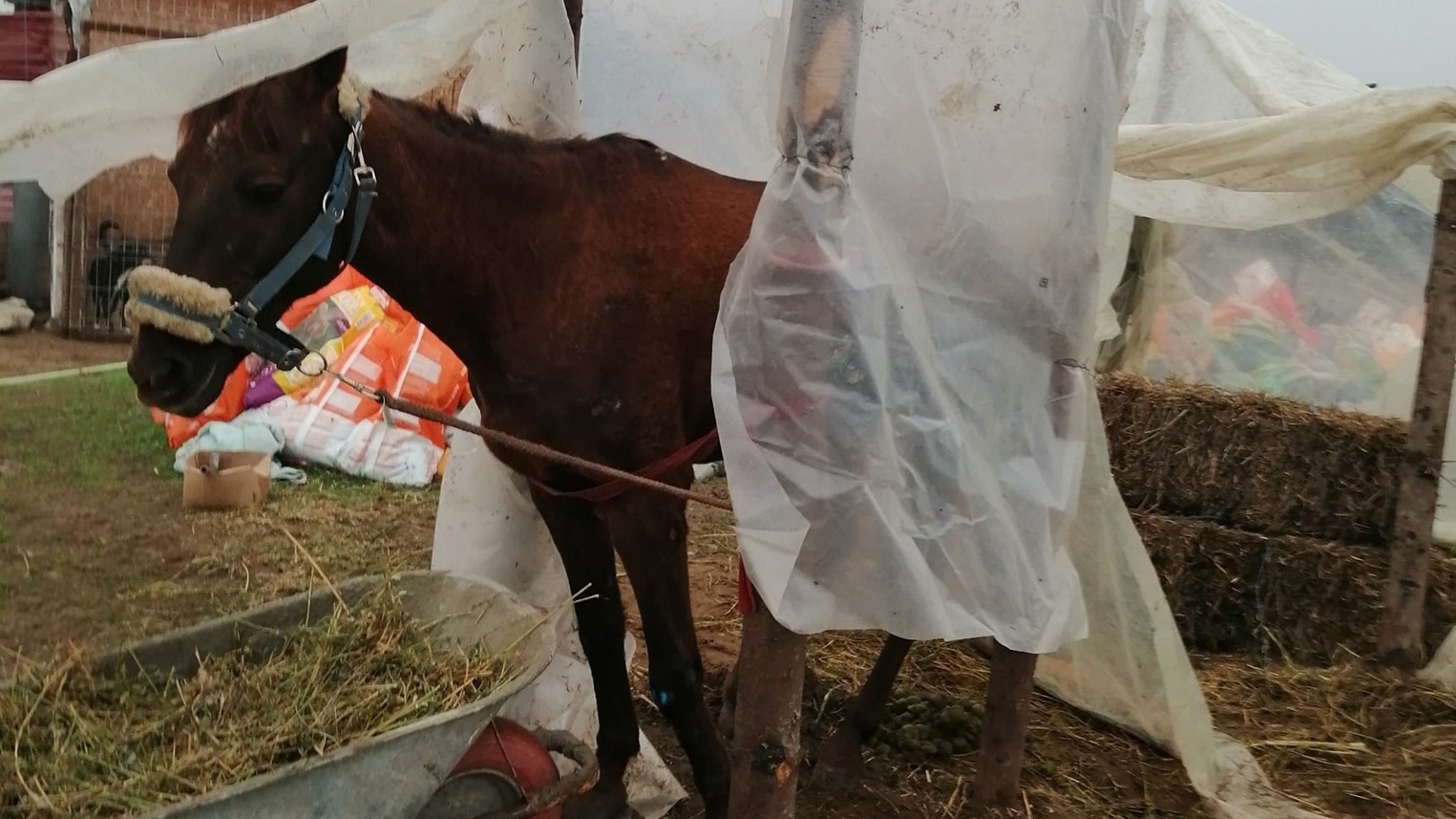 A ajuns la disperare din lipsă de fonduri. Proprietara unui adăpost de animale din Dolj a făcut un cort din celofan pentru un căluţ