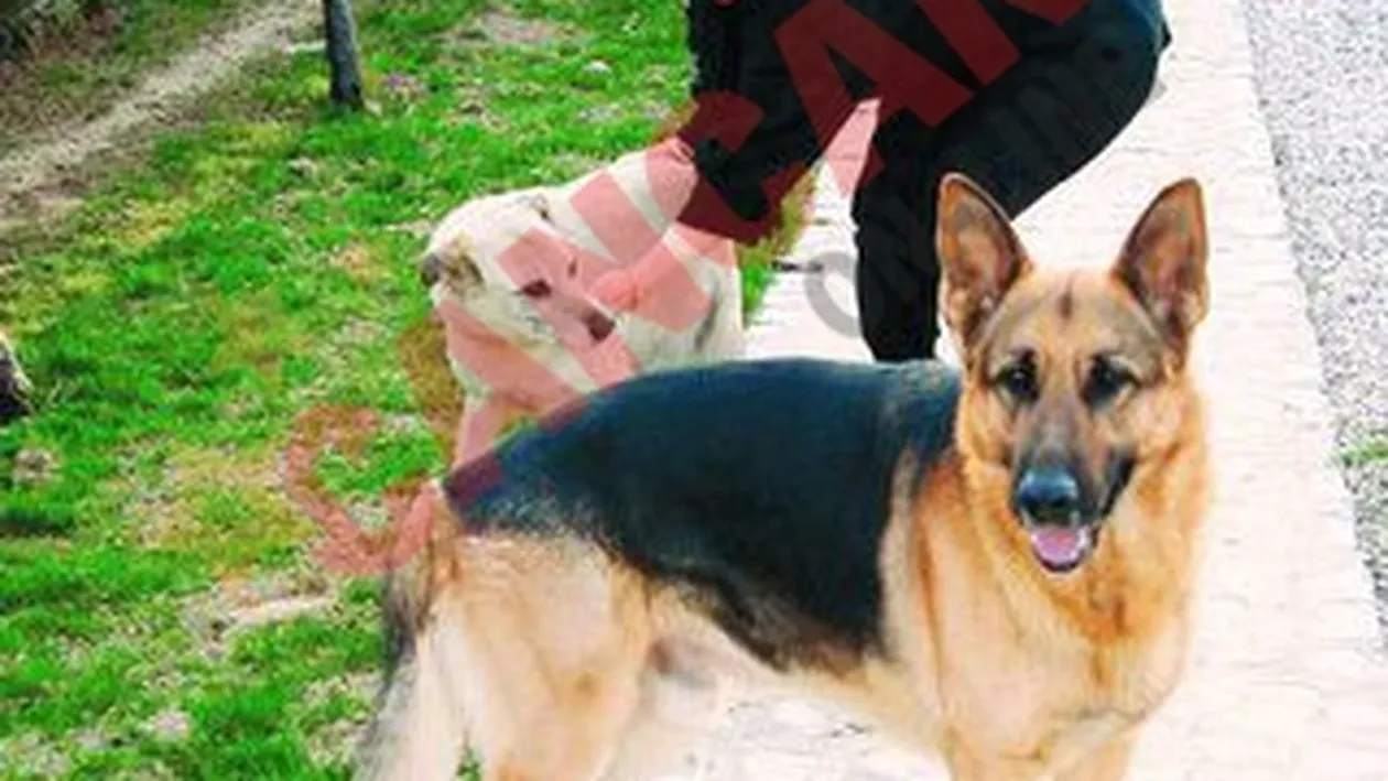 Vinul Dobrin a picat testul dopului!