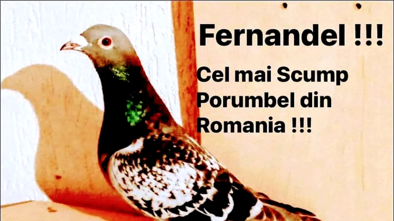 Fernando de la Caransebeș a făcut-o și pe asta! A scos imnul porumbeilor și e uluitor cum îl interpretează! VIDEO
