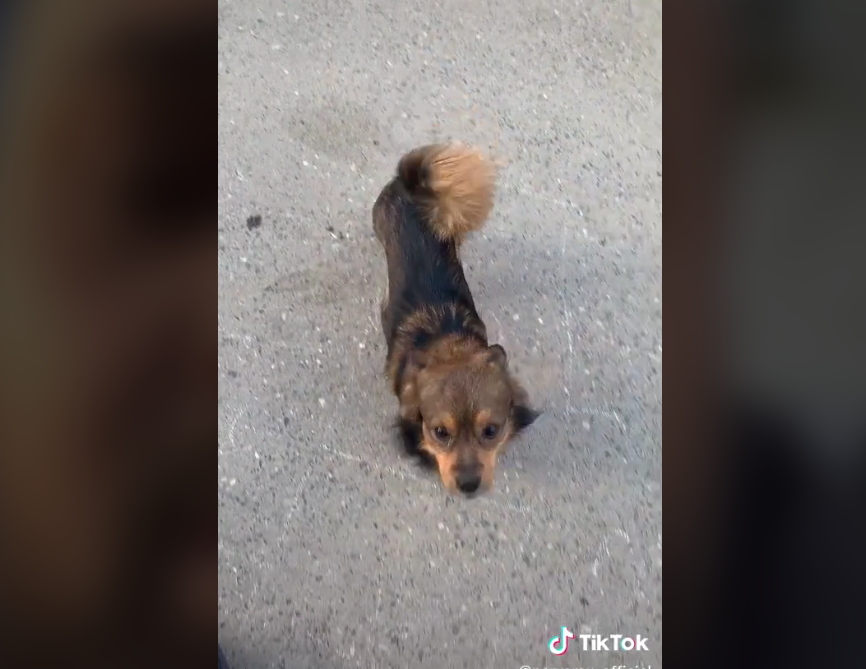 "Perversul de pe Târgu Ocna" și-a luat cățel