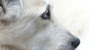 Un câine a fost abandonat de stăpânul său pe un aeroport! Povestea răvăşitoare a patrupedului care a murit de tristeţe