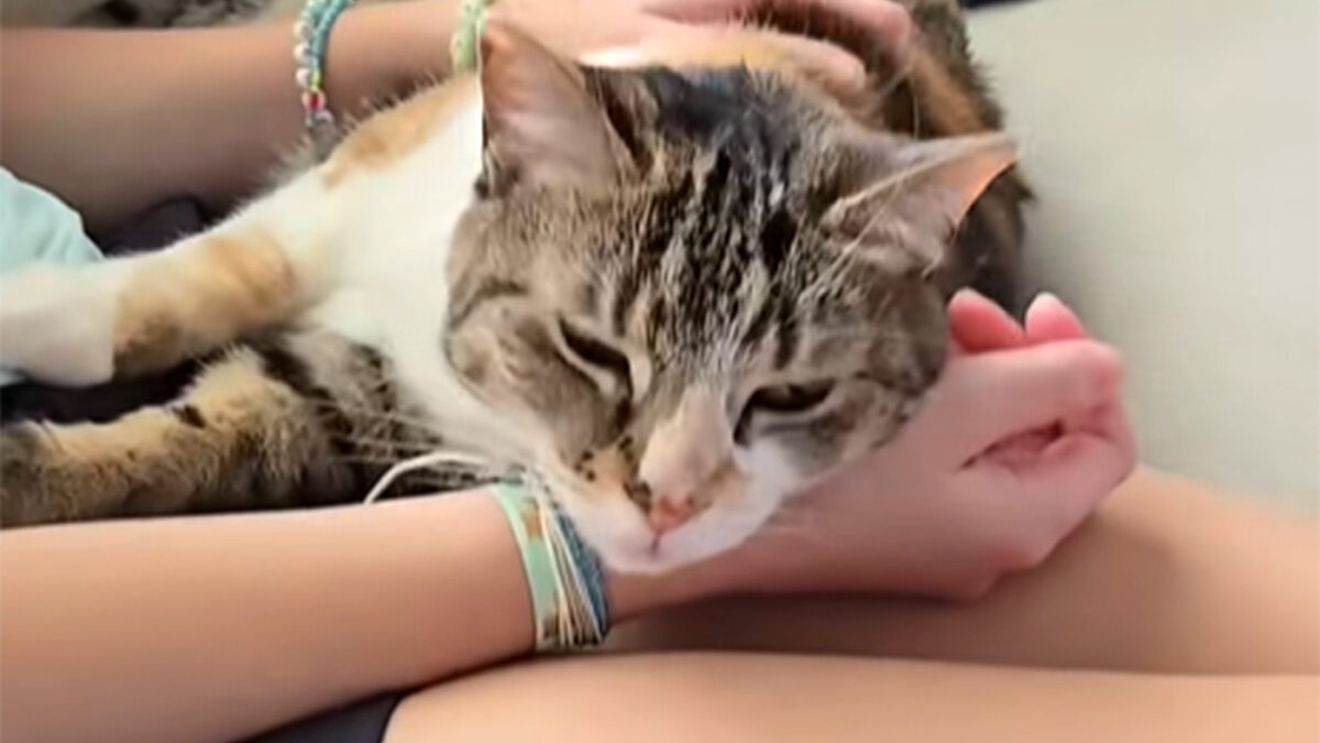 Ce fac toate pisicile când simt că mai au puțin de trăit. Cele 4 semne că sfârșitul este aproape: "Chiar dacă ele reprezintă un singur capitol pentru tine, tu pentru ele ești întreaga poveste"