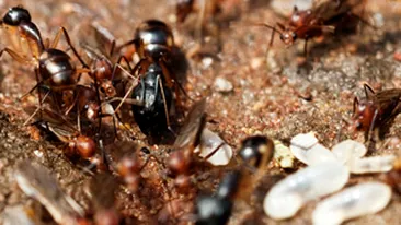 Termitele au mancat 222.000 $ aflati intr-un seif al bancii