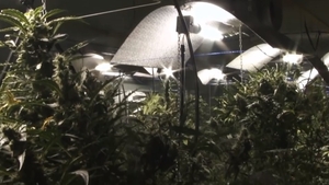 VIDEO. Procurorii DIICOT au dat lovitura în Dâmbovița. Au capturat o rețea care a furnizat două tone de cannabis și produse derivate în ultimii ani