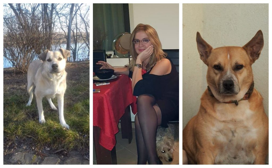 Cățelușele Bonnie (foto stânga) și Sisi (foto dreapta) fac terapie de reintegrare după șocul suferit în urma morții jurnalistei Cristina Țopescu © Deborah Faoro/Facebook