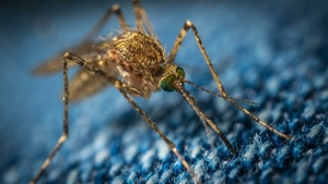Trucul simplu și natural care te ajută să ții insectele la distanță primăvara