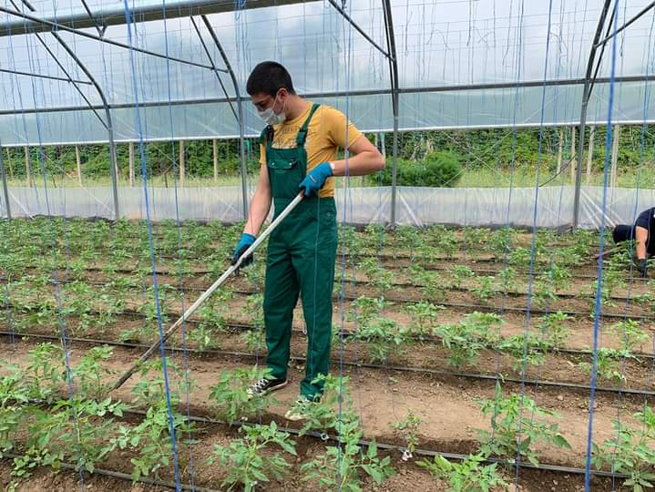 Legumele pe care le livrează studenții sunt cultivate tot de ei