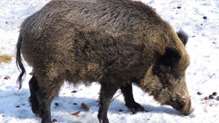 Un iesean a fost muscat de picioare de un mistret!