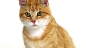 O pisica a sunat din greseala la... politie!