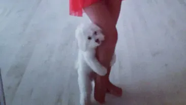 Ce vedeta de la noi si-a surprins animalul de companie in aceasta situatie rusinoasa! Vezi ce versiune are stapana