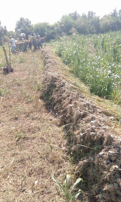 Luminița a început în urmă cu șase ani afacerea cu usturoi