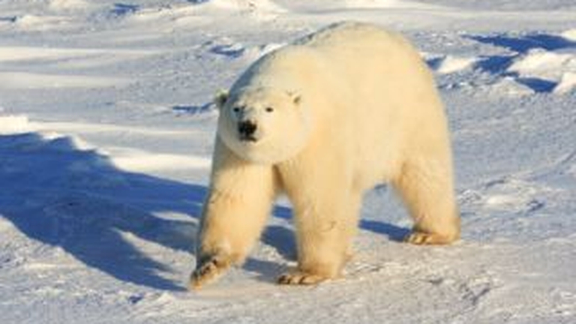 Un urs polar a inotat timp de noua zile! A facut 700km, in cautarea ghetii!