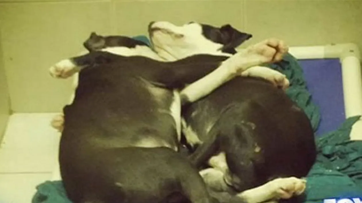 Poza care a IMPRESIONAT o tara intreaga! Ce fac acesti catelusi este CUTREMURATOR!