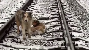 Moment extrem de emoţionant. Un căţel şi-a ocrotit sora blocată între şinele de cale ferată, timp de două zile. Vezi cum a făcut asta!