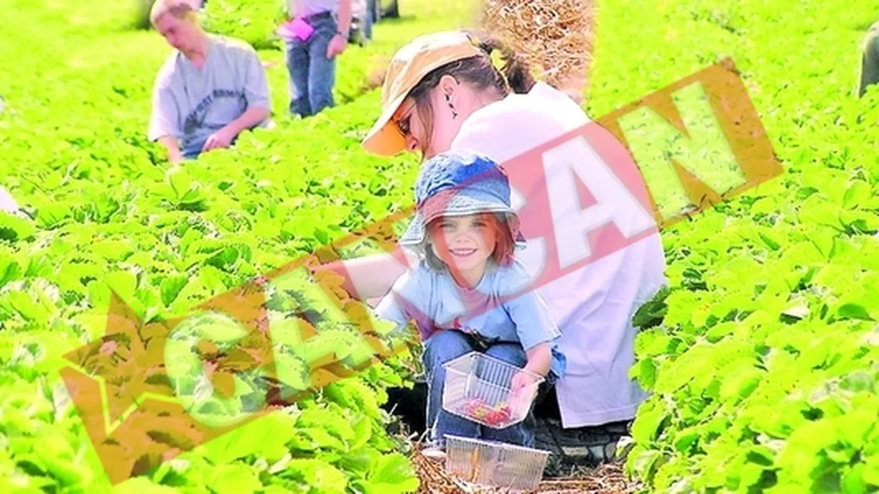 Case pe datorie pentru capsunari