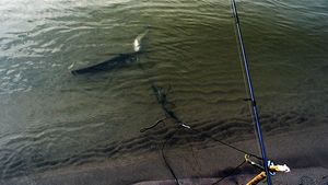 Toti ceilalti pescari au incremenit cand au vazut ce captura are barbatul acesta in undita! “Este un extraterestru!”