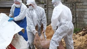 Un nou focar de pestă porcină, ANSVSA: Virusul a fost confirmat în localitatea Tunari, județul Ilfov
