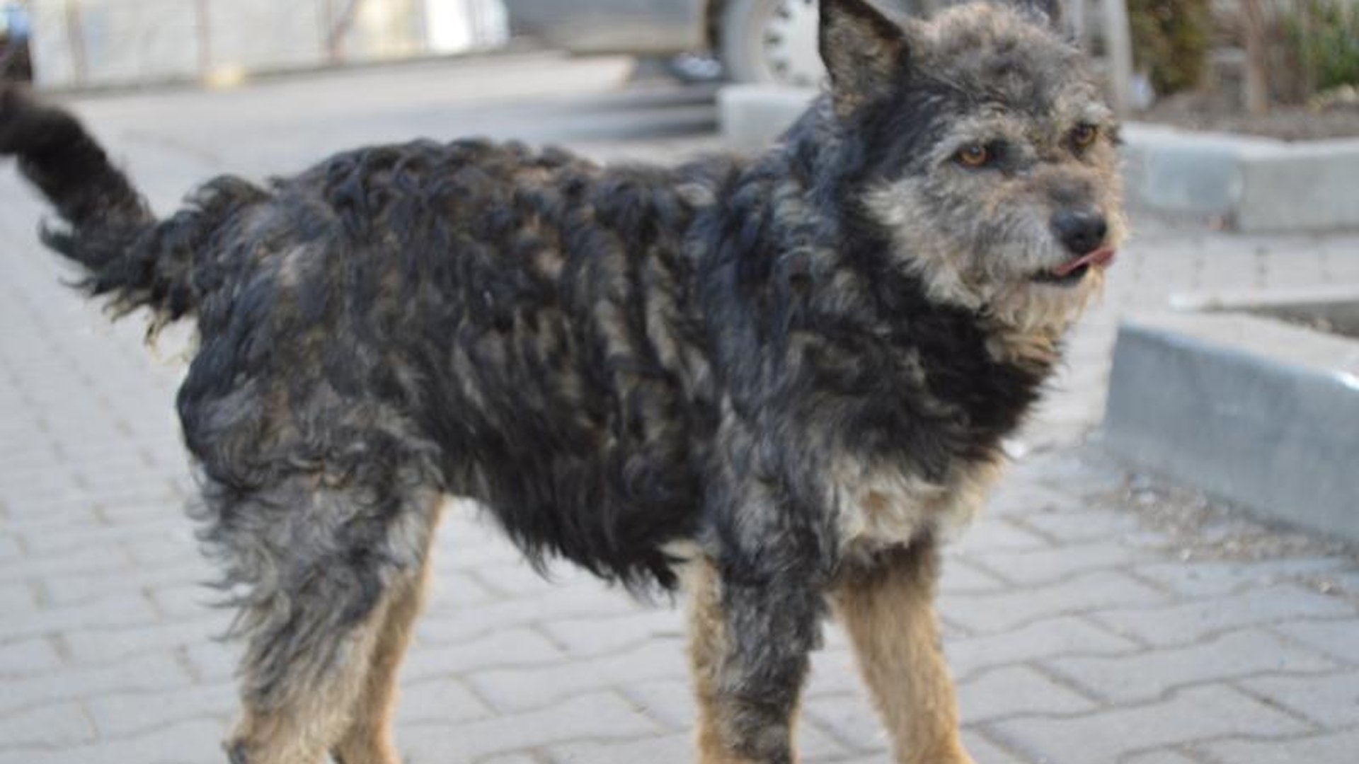 Copil de sapte ani, la spital după ce fost muscat de un câine! Animalul a scăpat din curtea unui localnic