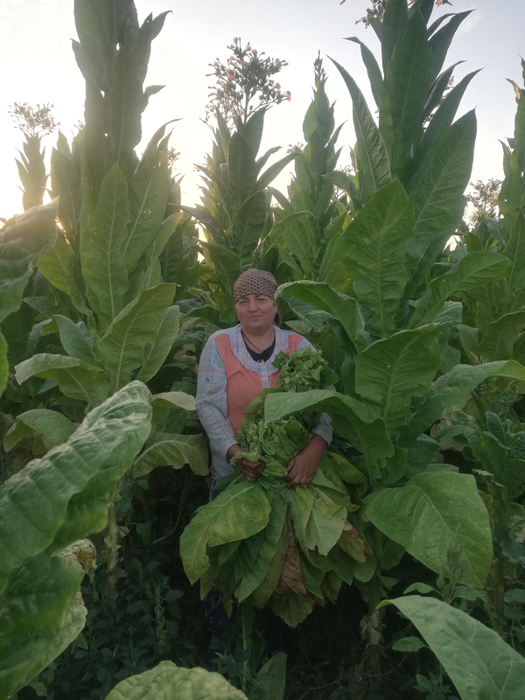 Plantele de tutun din Dolj depășesc ușor trei metri în înălțime