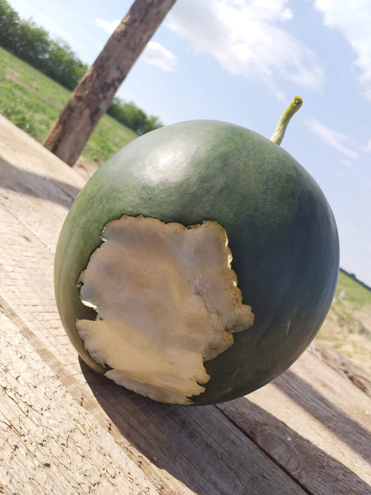 Pepenii din Dăbuleni sunt în pericol