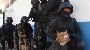Poveste lui Popsicle, pitbullul care a “decapitat” un cartel de traficanti! A fost gasit intr-un frigider, aproape mort