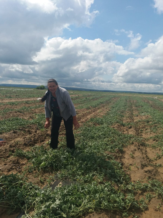 Cultura de pepeni de la Dăbuleni, distrusă de grindină. Fermierii cer ajutorul Guvernului