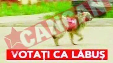 Maidanezii din Bacau, agenti electorali
