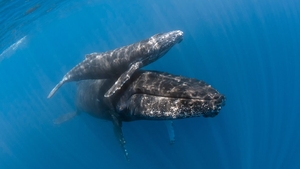 Naștere rară filmată în ocean: balenele își ajută puii să supraviețuiască într-un moment crucial
