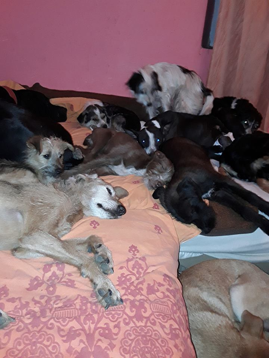 Câinii dorm în pat fără probleme