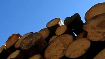 Doua eleve de liceu, strivite de o stiva de lemne in curtea scolii unde invata