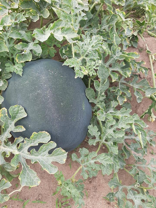 Vești proaste de la cultivatorii din Dolj! Ce s-a întâmplat cu celebrii pepeni de Dăbuleni