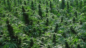 O tona de canabis a fost confiscata in Albania!