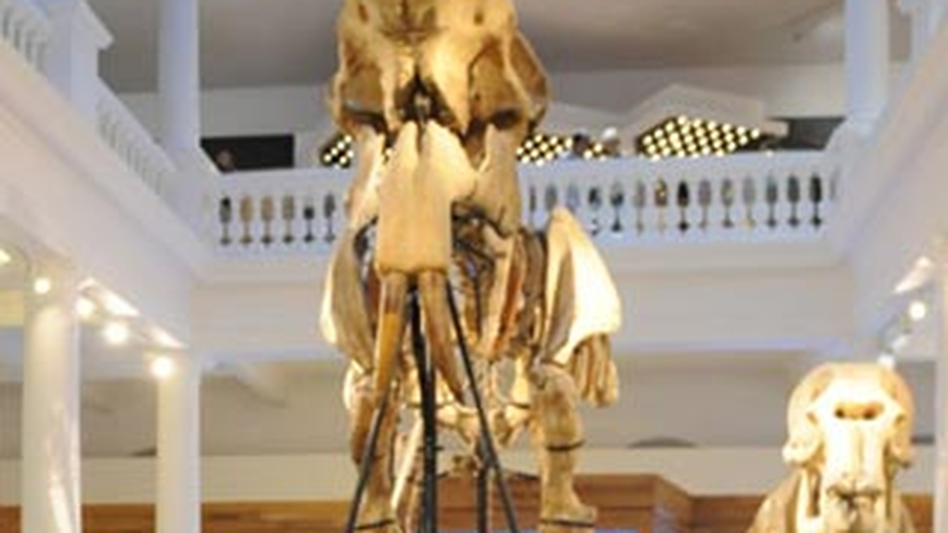 Peste 20 de copii au dormit langa scheletul Deinotherium gigantissimum de la Antipa. Vezi de ce