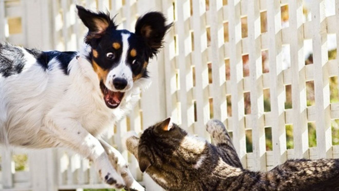 De ce aleargă câinele după pisică? Experții explică ce stă în spatele acestui gest și cum se poate corecta