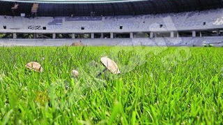 Cluj Arena a devenit ciupercarie!
