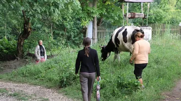 Un bărbat din județul Iași este acuzat că a vrut să-și violeze soția. Ce i-a făcut acesta când femeia l-a refuzat