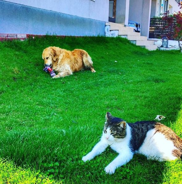 Animalele de companie ale iubitului Elenei Udrea