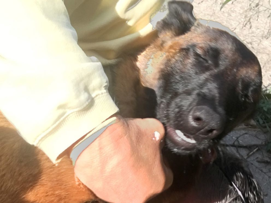 EMOŢIONANT! Un câine a înotat 10 kilometri şi a mers alţi 20 pentru a se întoarce la stăpânii săi