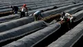 Un fermier german se plânge că găsește greu să angajeze români chiar și cu 3.000 de euro pe lună