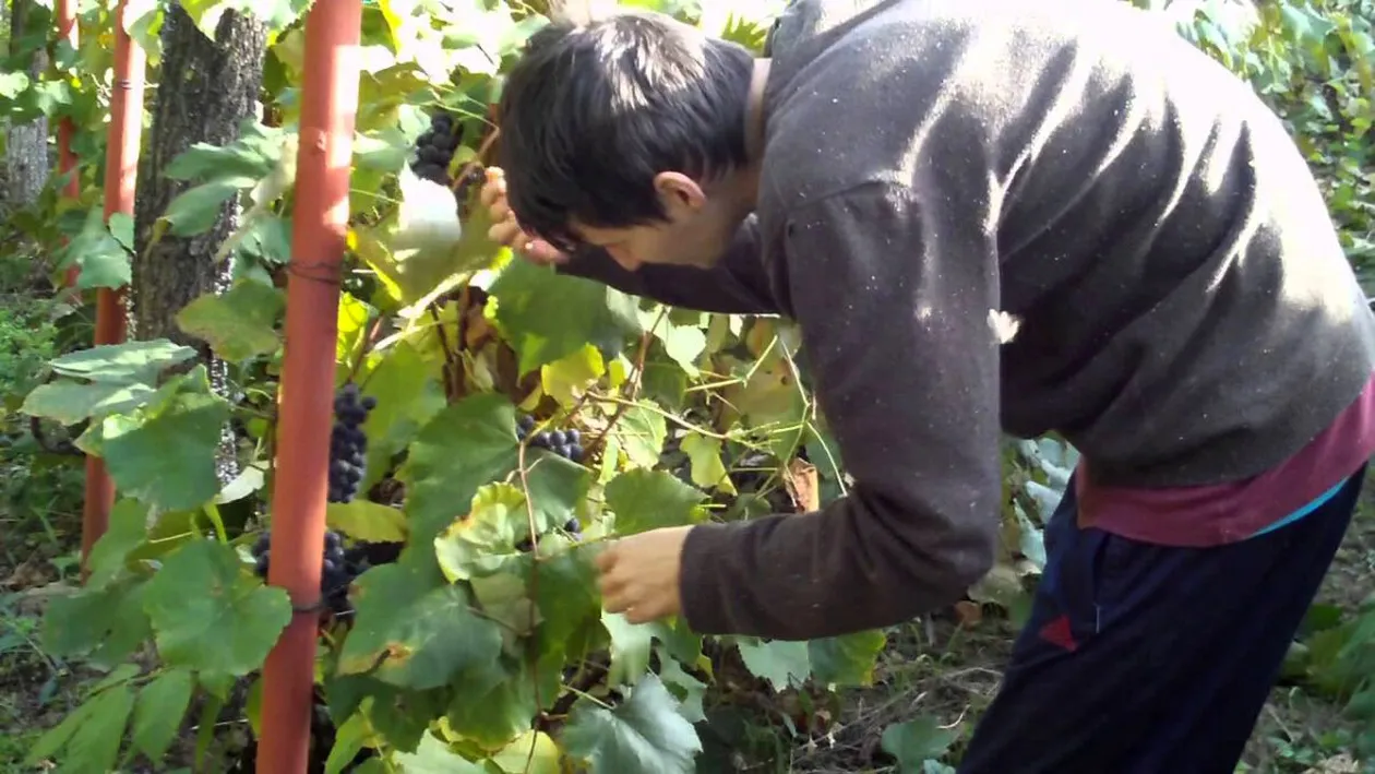 De necrezut! Câți lei primește salariu un român, ca să culeagă struguri în Italia. Câte ore zilnic trebuie să muncească