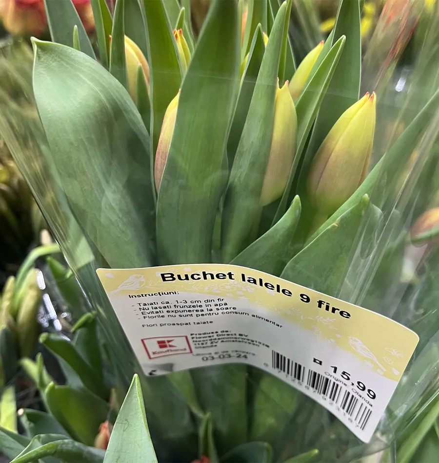 Ce preț au lalele la Kaufland / Foto: CANCAN