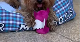 Galerie foto - poza 3