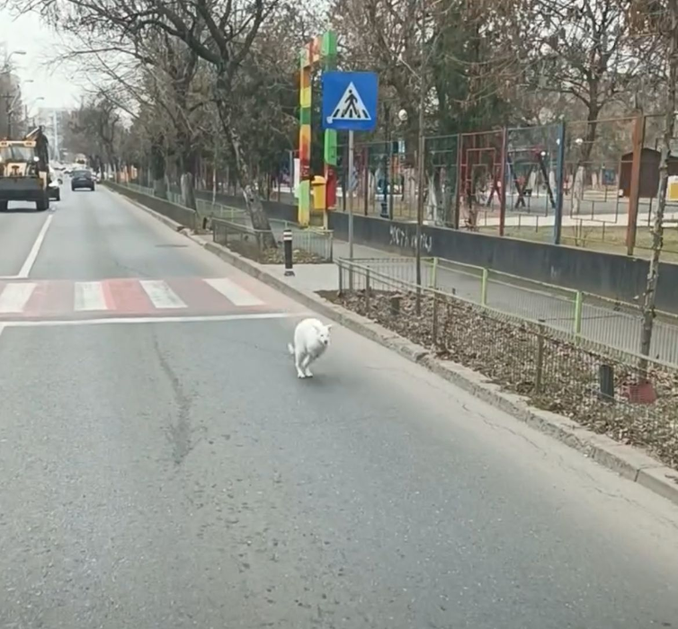 S-a aflat al cui este puiul de cangur care a fugit îngrozit pe străzile din București. Foto: social media