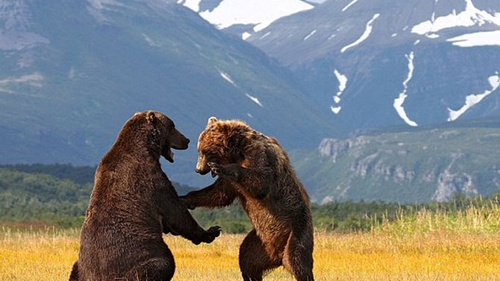 Uite cum se dueleaza ursii in Alaska!