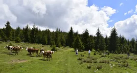 Galerie foto - poza 2