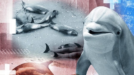 Zeci de delfini din Marea Neagră au murit! Care este, de fapt, adevăratul motiv!