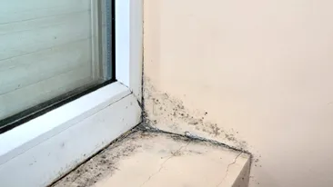 Trucul genial care te ajută să scapi de mucegaiul de la ferestre. Ce trebuie să faci